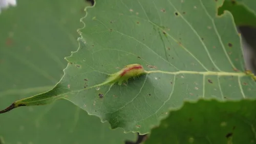 Pachypappa pseudobyrsa