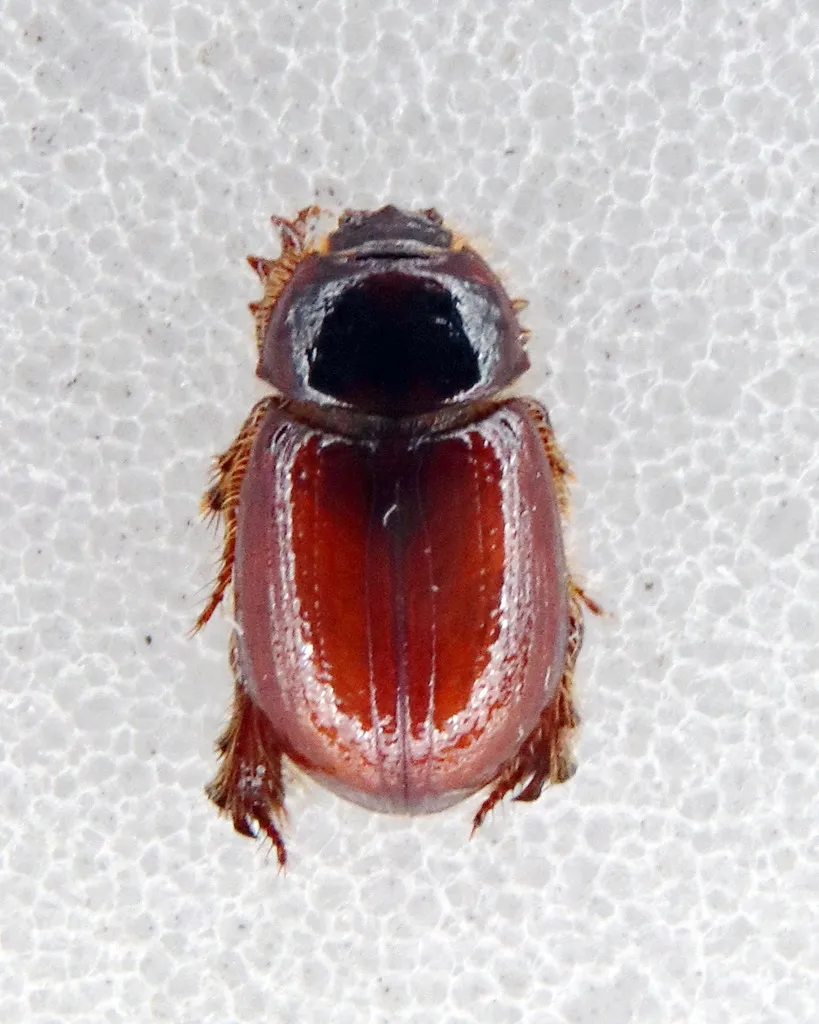 Pachyplectrus laevis - photo 2
