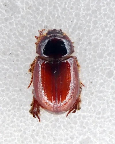 Pachyplectrus laevis - photo 3