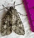 Pachypolia atricornis - Hodges#9992 - photo 4