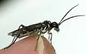 Pachyprotasis rapae - photo 2