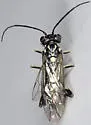 Pachyprotasis rapae - photo 3