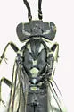 Pachyprotasis rapae - photo 4