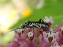 Pachyprotasis rapae - photo 5