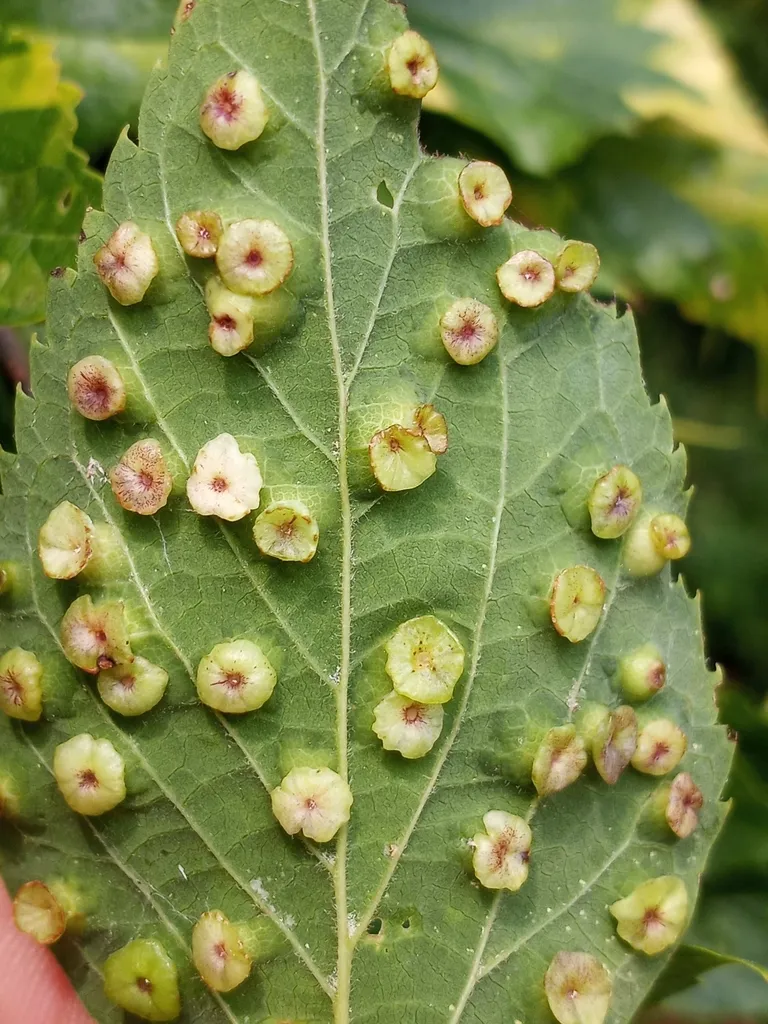 Hackberry Star Gall Psyllid - photo 2