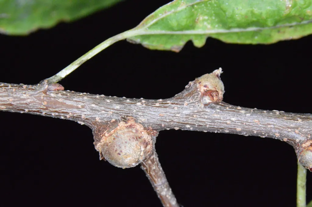 Hackberry Bud Gall Psyllid - photo 2