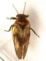 Hackberry Twig Gall Psyllid - photo 3