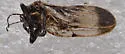 Hackberry Twig Gall Psyllid - photo 4