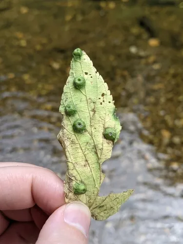 Hackberry Disc Gall Psyllid