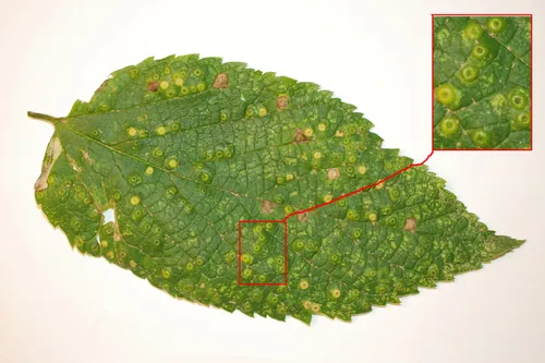 Hackberry Blister Gall Psyllid - photo 2