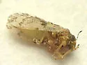 Inquiline Hackberry Leaf Gall Psyllid