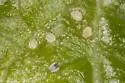 Inquiline Hackberry Leaf Gall Psyllid - photo 2