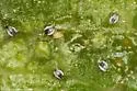 Inquiline Hackberry Leaf Gall Psyllid - photo 3