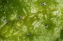 Inquiline Hackberry Leaf Gall Psyllid - photo 4