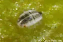 Inquiline Hackberry Leaf Gall Psyllid - photo 5