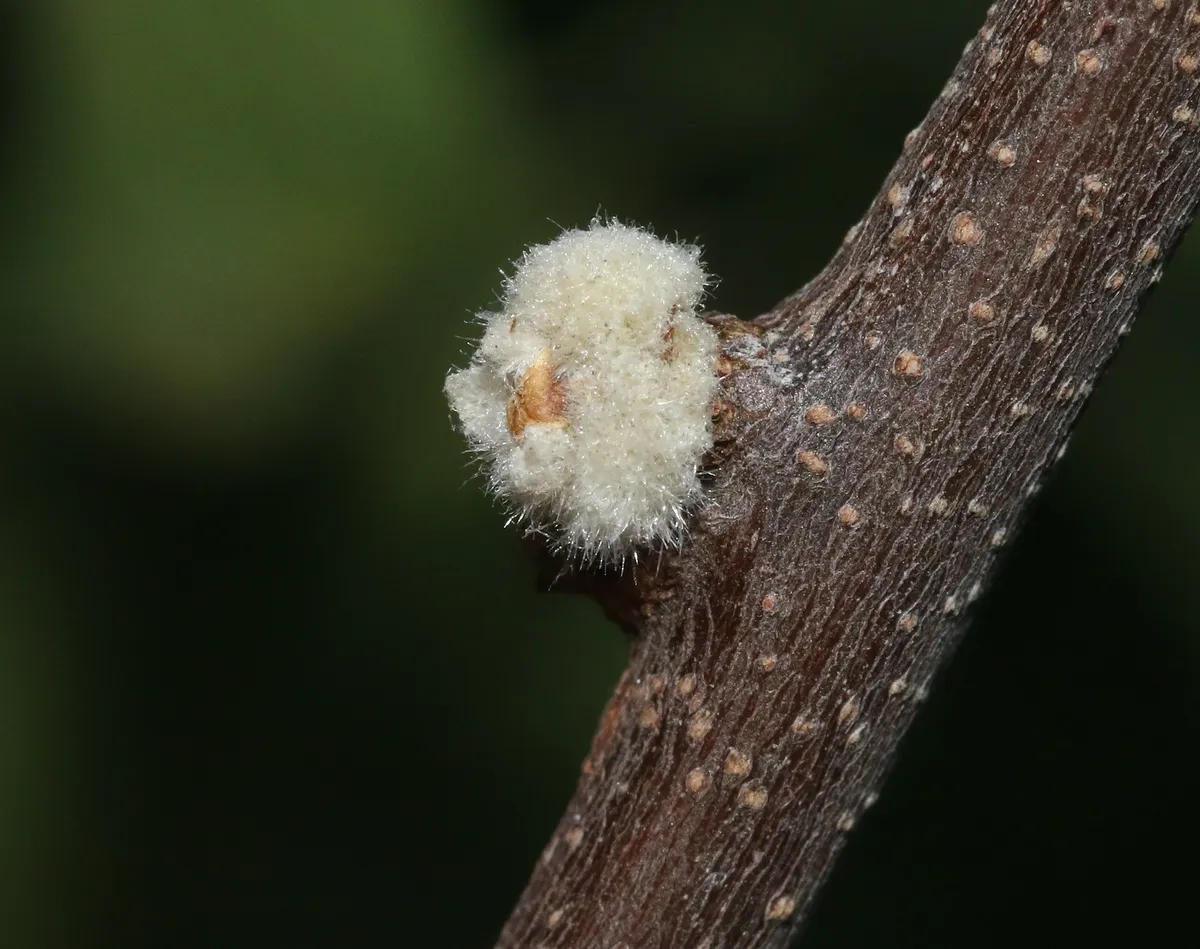 Hairy Bud Gall Psyllid - photo 2