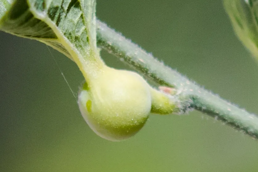 Hackberry Petiole Gall Psyllid