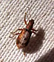 Rusty Pineneedle Weevil