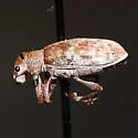 Rusty Pineneedle Weevil - photo 2