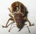 Rusty Pineneedle Weevil - photo 3