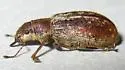 Rusty Pineneedle Weevil - photo 4