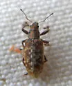 Rusty Pineneedle Weevil - photo 5