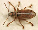 Pachyrhinus elegans - Pachyrhinus elegans