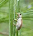 Pachyrhinus elegans - photo 2