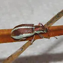 Pachyrhinus elegans - photo 3