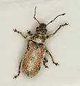 Pachyrhinus elegans - photo 4