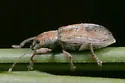 Pachyrhinus ferrugineus