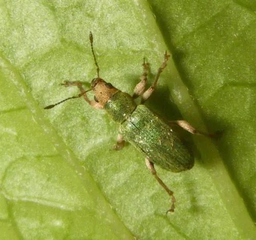 Pachyrhinus lethierryi