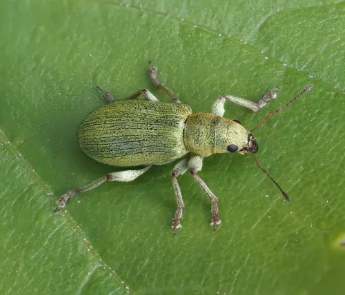 Pachyrhinus lethierryi - photo 2