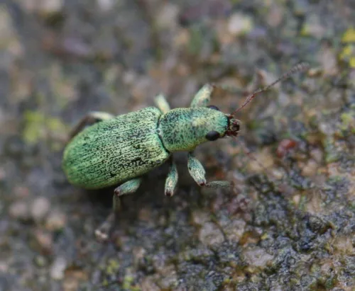 Pachyrhinus lethierryi - photo 3