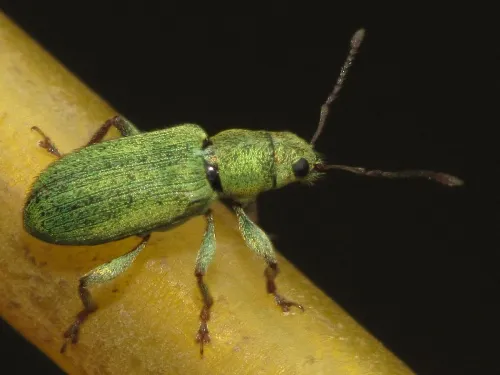 Pachyrhinus lethierryi - photo 4