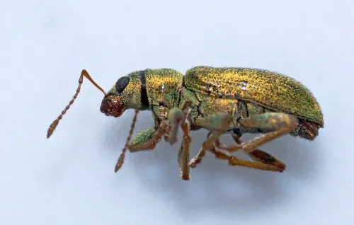 Pachyrhinus lethierryi - photo 5