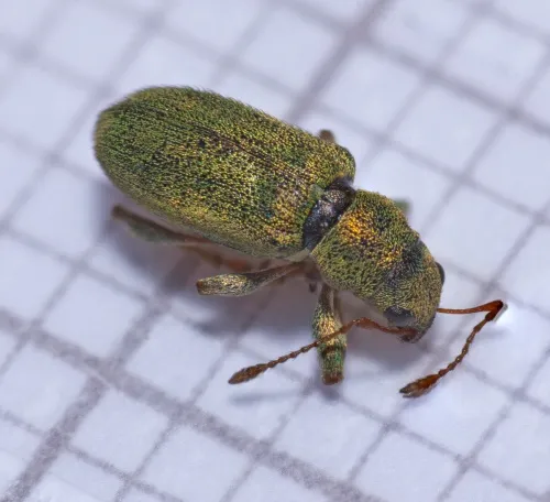 Pachyrhinus lethierryi - photo 6