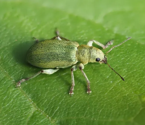 Pachyrhinus lethierryi - photo 7