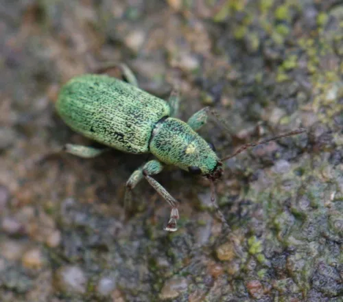 Pachyrhinus lethierryi - photo 8