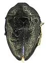 Pachyschelus confusus