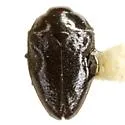 Pachyschelus confusus - photo 2