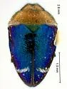 Pachyschelus fisheri