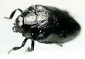 Pachyschelus laevigatus