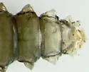 Pachyschelus laevigatus - photo 4