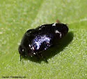 Pachyschelus purpureus