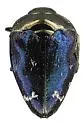 Pachyschelus purpureus - photo 2