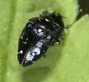Pachyschelus purpureus - photo 3