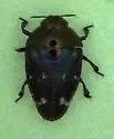 Pachyschelus purpureus - photo 4