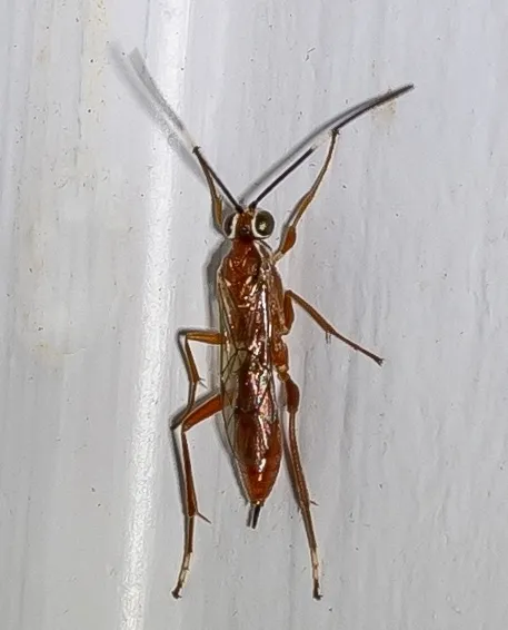 Pachysomoides fulvus - photo 2