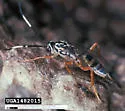 Pachysomoides stupidus